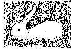 un canard ou un lapin?